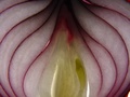 dsc01998.jpg