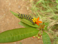 dsc02614.jpg
