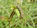dsc02616.jpg
