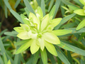 dsc02684.jpg
