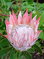 dsc02707.jpg