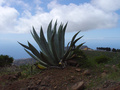 dsc02736.jpg