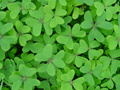 dsc07227.jpg