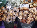 dsc01148.jpg