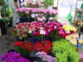dsc00482.jpg