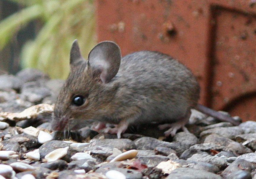 Wie Schnell Ist Eine Maus hausmaus Wie Schnell Ist Eine Maus hausmaus