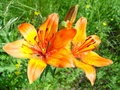 dsc00225.jpg