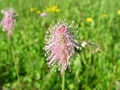 dsc00349.jpg