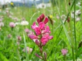 dsc00374.jpg