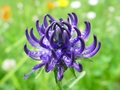 dsc00377.jpg