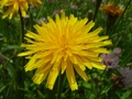 dsc00383.jpg