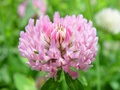 dsc00384.jpg