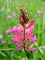 dsc00388.jpg