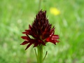 dsc00411.jpg