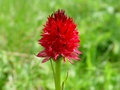 dsc00415.jpg