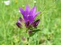 dsc00459.jpg