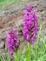 dsc00491.jpg