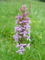 dsc00506.jpg