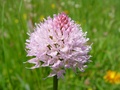 dsc00526.jpg