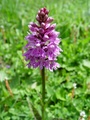 dsc00533.jpg