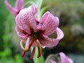dsc00600.jpg