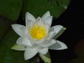 dsc00975.jpg