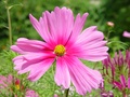 dsc00990.jpg