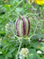 dsc00997.jpg