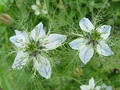 dsc01000.jpg