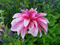 dsc01003.jpg