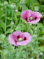 dsc01016.jpg