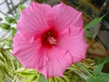 dsc00378.jpg