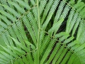 dsc00392.jpg