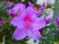 dsc02927.jpg