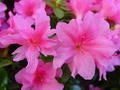 dsc02929.jpg