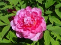 dsc00084.jpg