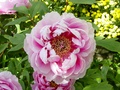 dsc00086.jpg