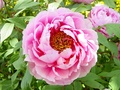 dsc00088.jpg