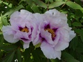 dsc00089.jpg
