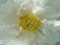 dsc00094.jpg