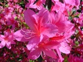 dsc00096.jpg