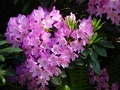 dsc00101.jpg