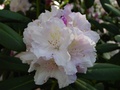 dsc00102.jpg