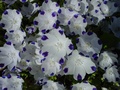 dsc00106.jpg