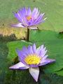dsc04684.jpg