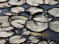 dsc04701.jpg