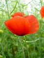 dsc00323.jpg