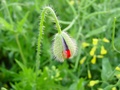 dsc00338.jpg