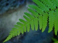 dsc00055.jpg