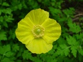 dsc00124.jpg